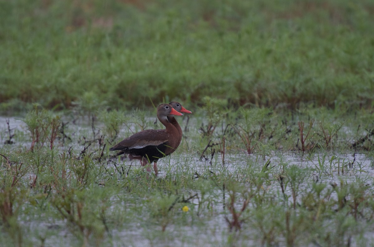 Black-bellied Whistling-Duck - Hal Mitchell