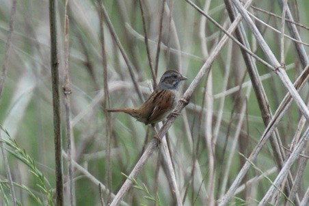 Swamp Sparrow - Hal Mitchell