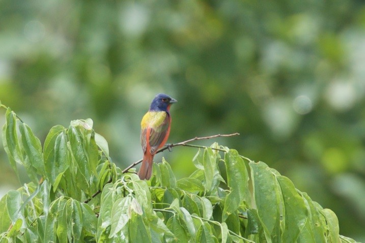 Painted Bunting - Hal Mitchell