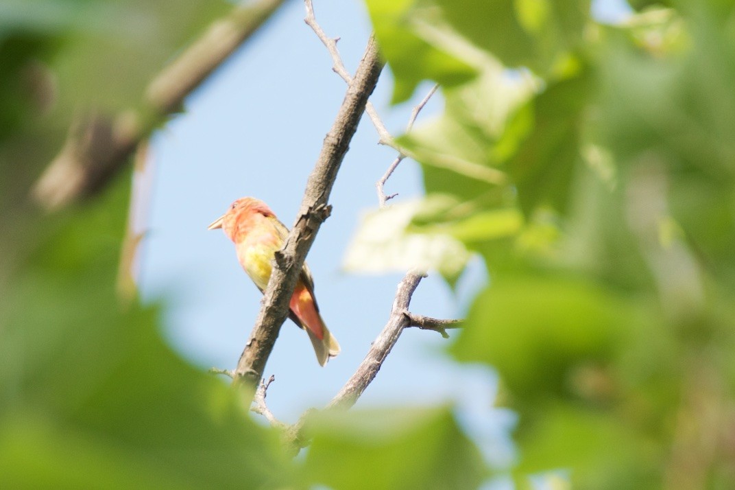 Summer Tanager - Hal Mitchell