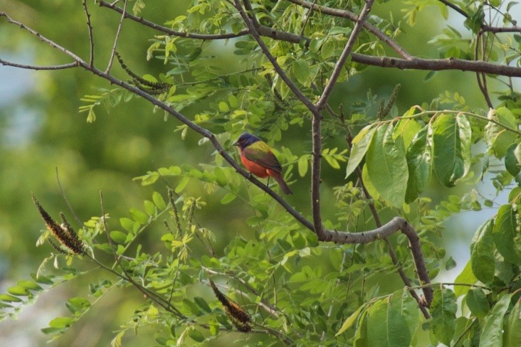 Painted Bunting - Hal Mitchell