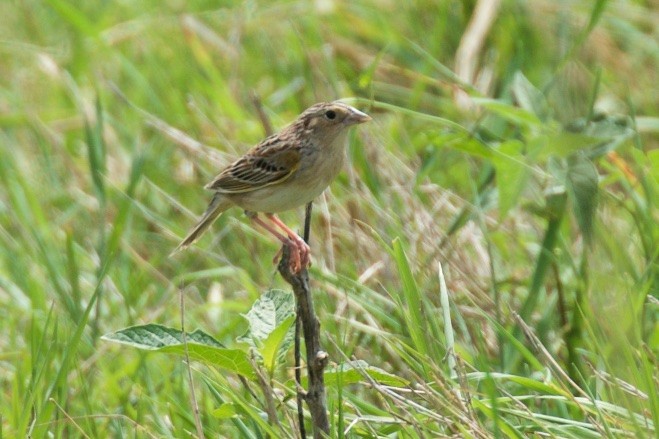 Grasshopper Sparrow - Hal Mitchell