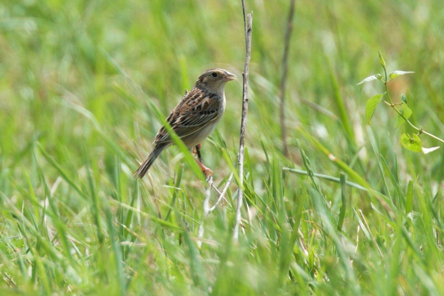 Grasshopper Sparrow - Hal Mitchell