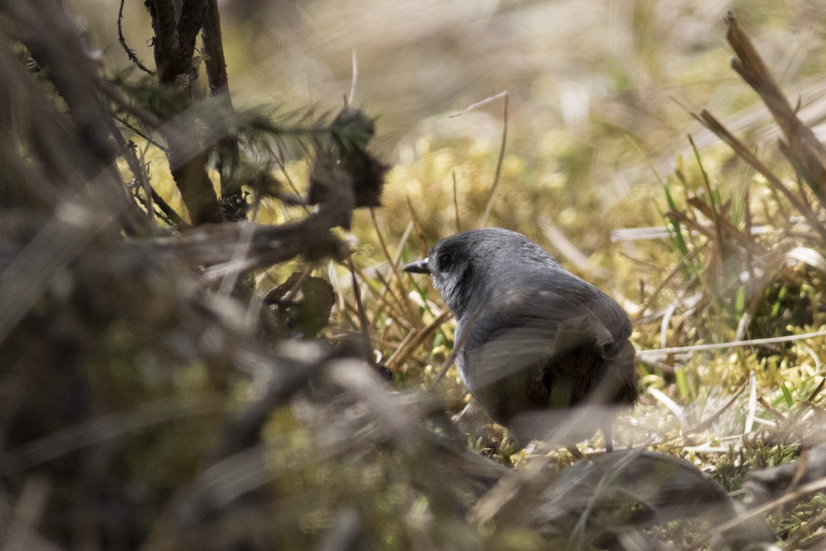 Pale-bellied Tapaculo - ML128741701