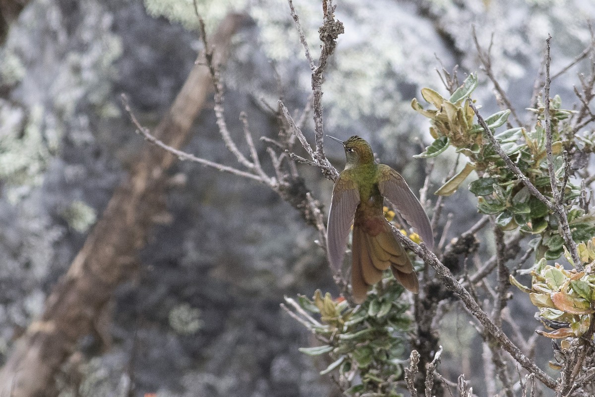 kolibřík hnědobrvý - ML128741761