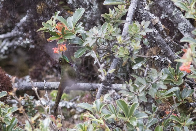 Bronze-tailed Thornbill