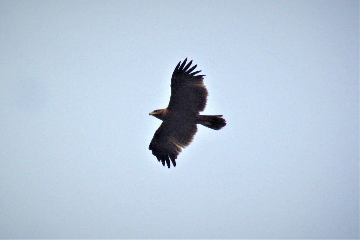 Indian Spotted Eagle - ML128743791