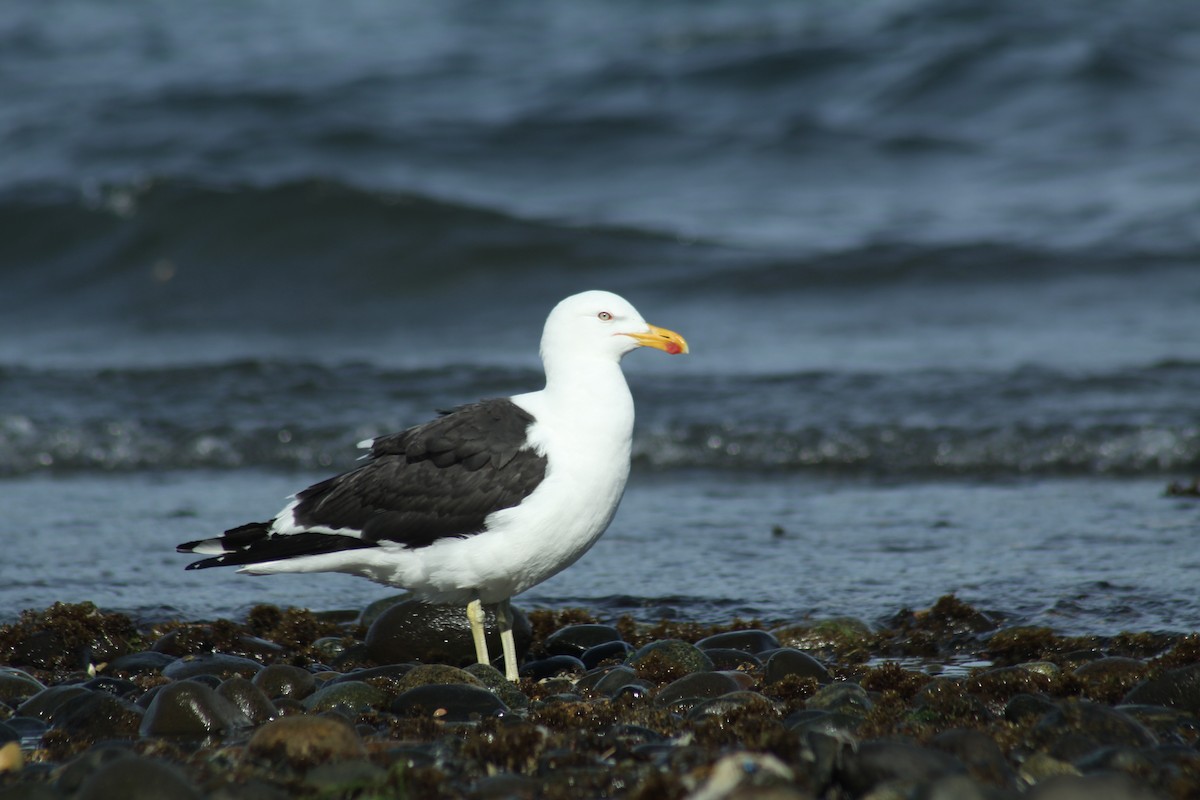 Kelp Gull (dominicanus) - ML128744831