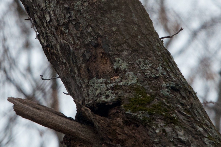 Brown Creeper - Hal Mitchell