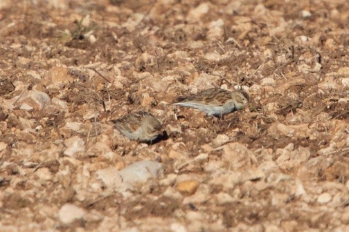 Thick-billed Longspur - Hal Mitchell