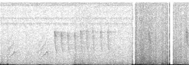 Blaugrau-Ameisenvogel - ML128747991