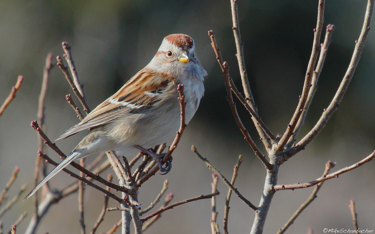 American Tree Sparrow - ML128749141