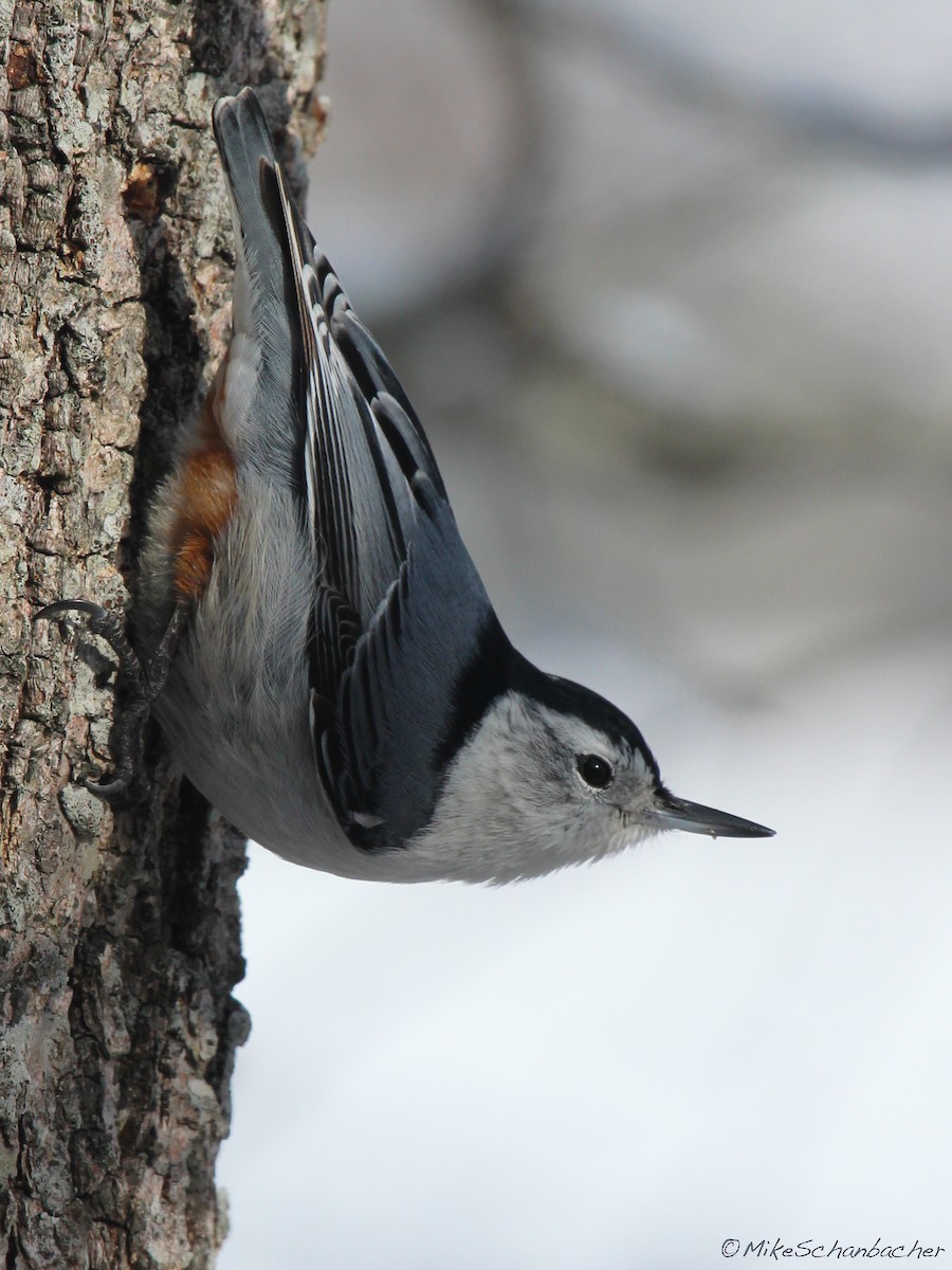 White-breasted Nuthatch - Mike Schanbacher