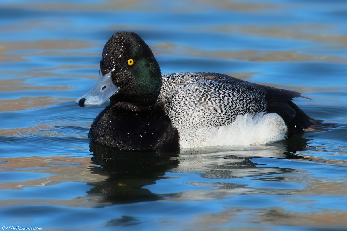 Greater Scaup - ML128749951