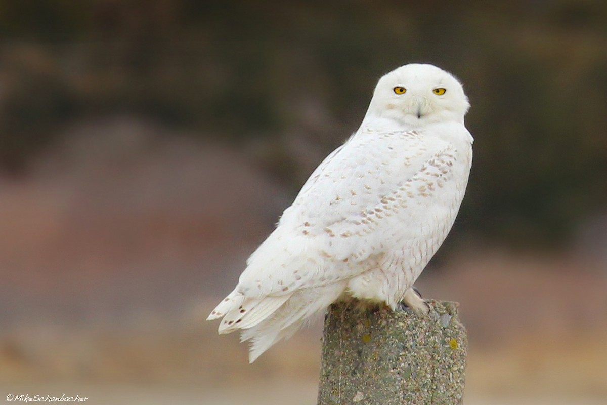 Snowy Owl - ML128750181