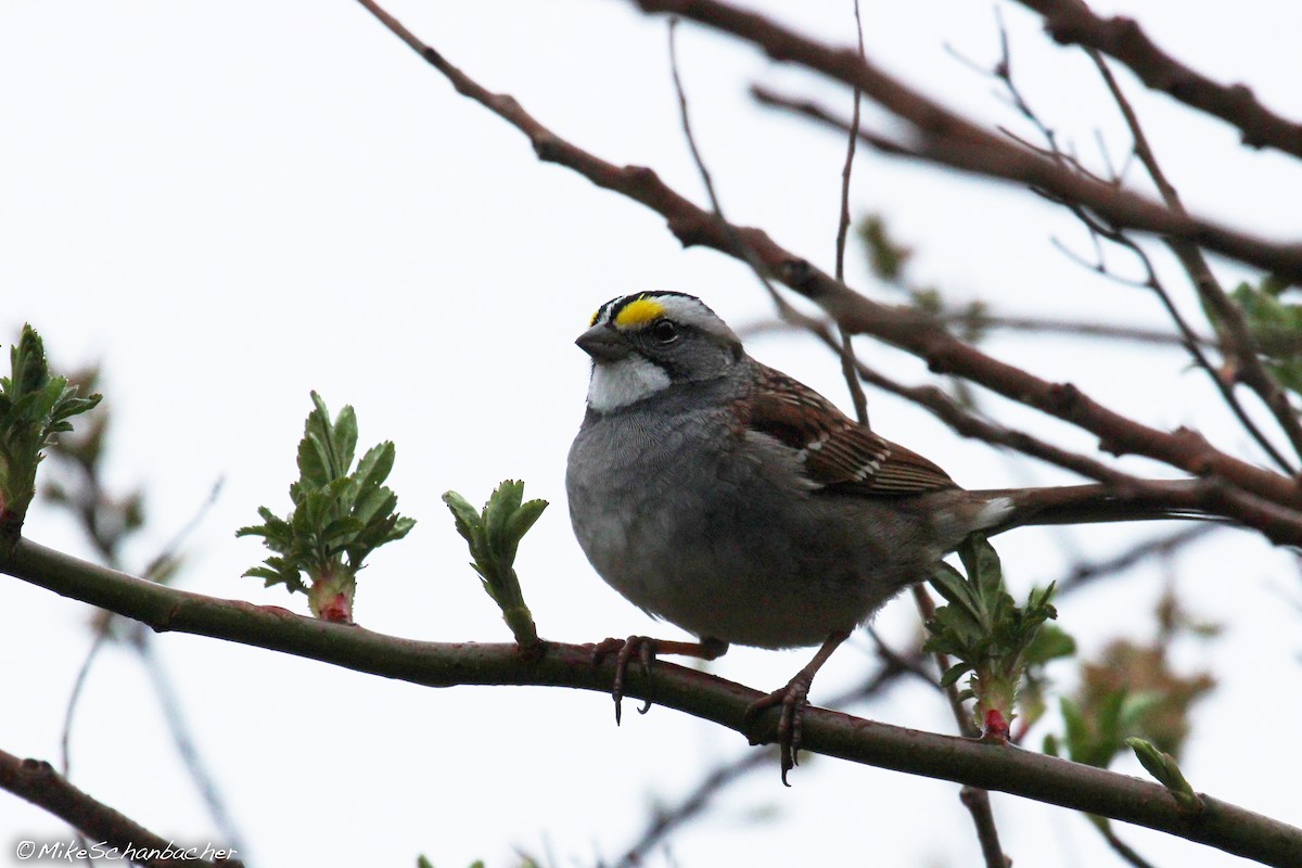 White-throated Sparrow - Mike Schanbacher