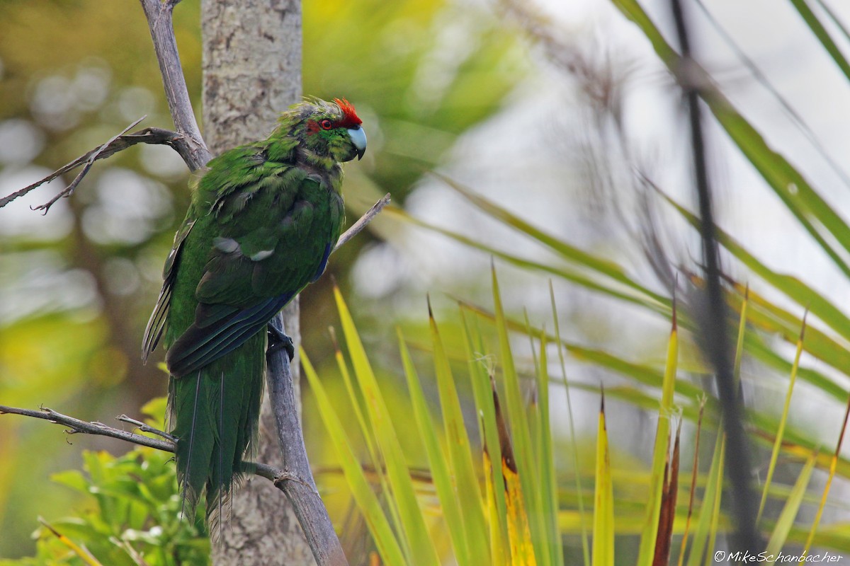 Red-crowned Parakeet - ML128755441