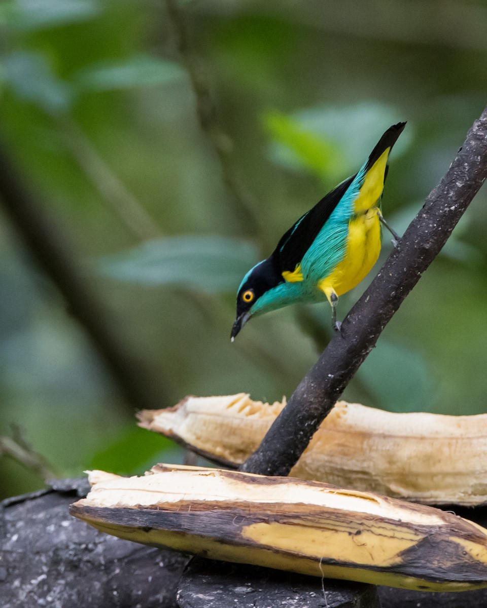 Black-faced Dacnis (Yellow-tufted) - ML128756561