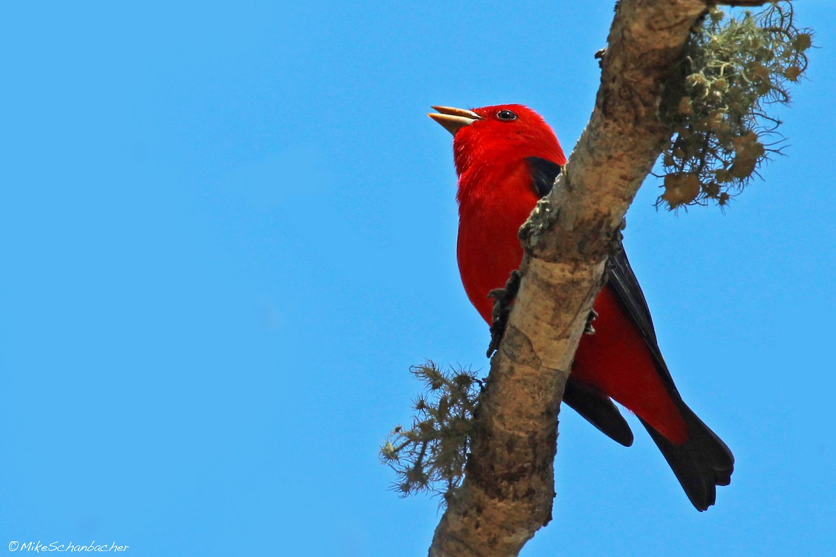 Scarlet Tanager - Mike Schanbacher