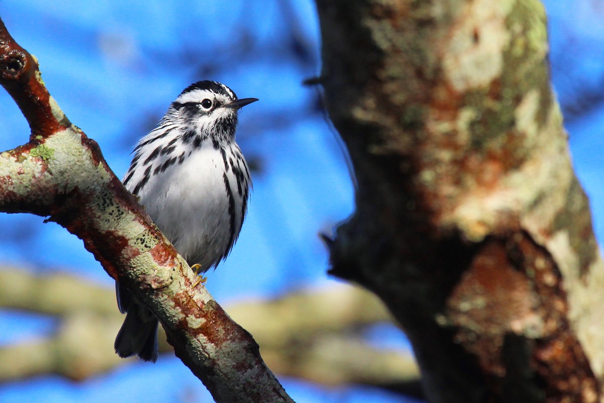 Black-and-white Warbler - Mike Schanbacher