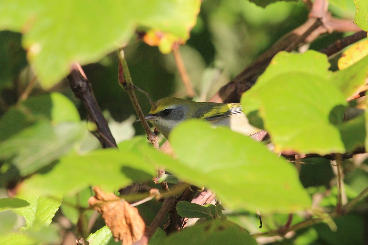 Golden-winged x Blue-winged Warbler (hybrid) - Mike Schanbacher