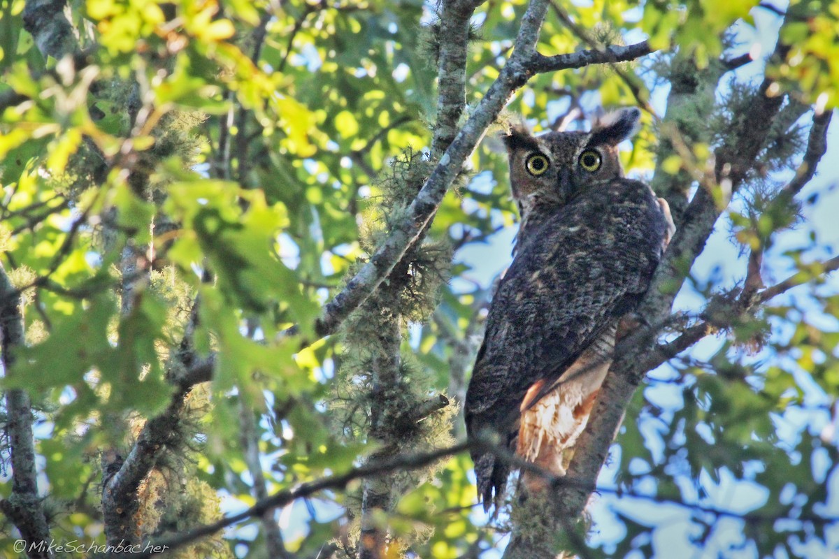 Great Horned Owl - ML128757961