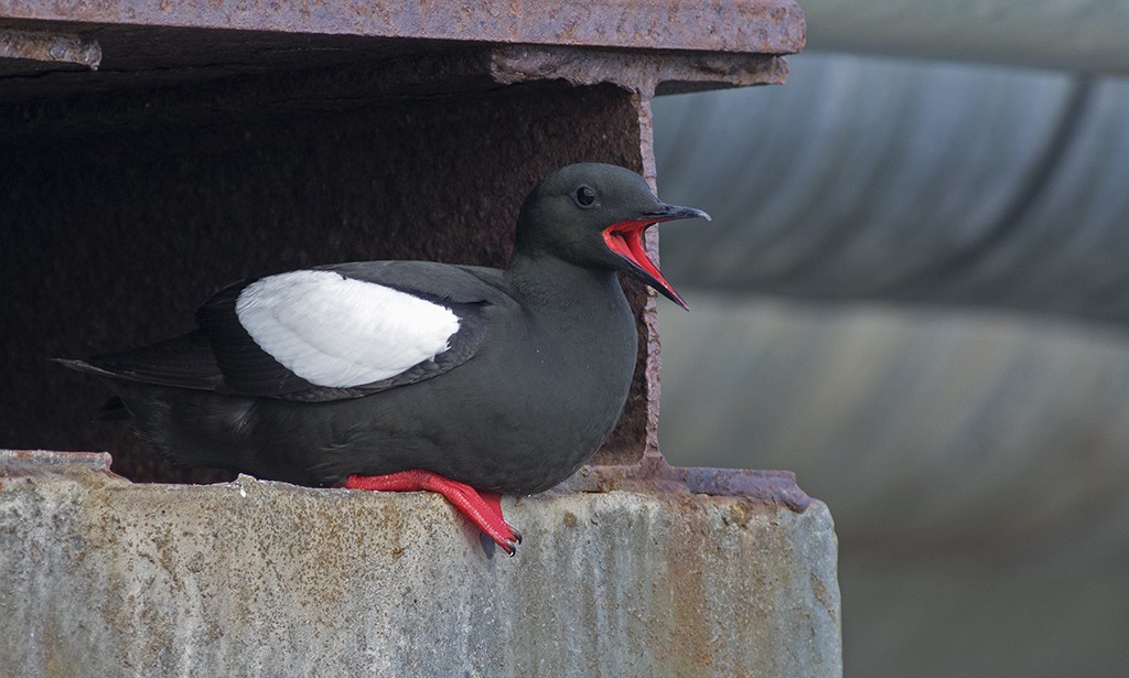 Black Guillemot - Zak Pohlen