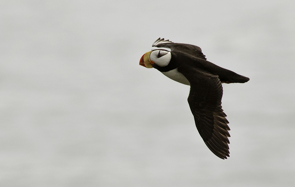 Horned Puffin - ML128760621