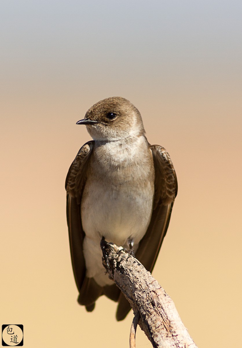 Northern Rough-winged Swallow - ML128762311