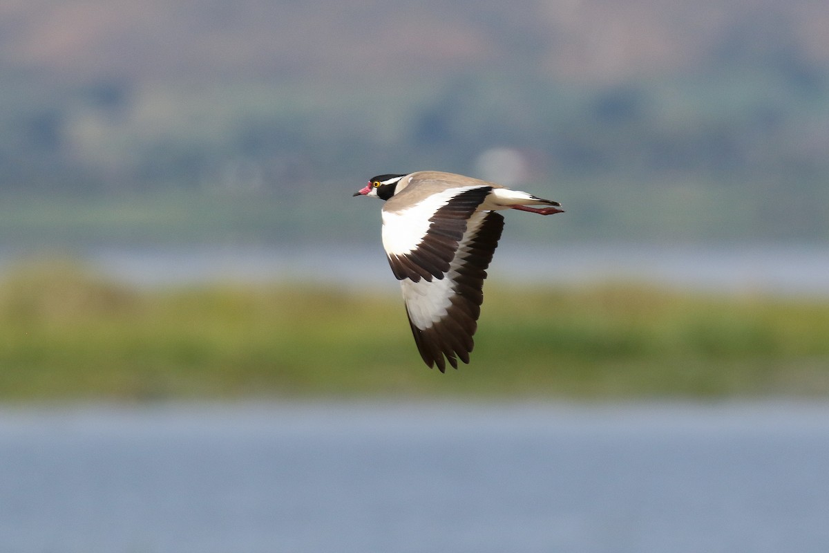 Crowned Lapwing - Michael O'Brien
