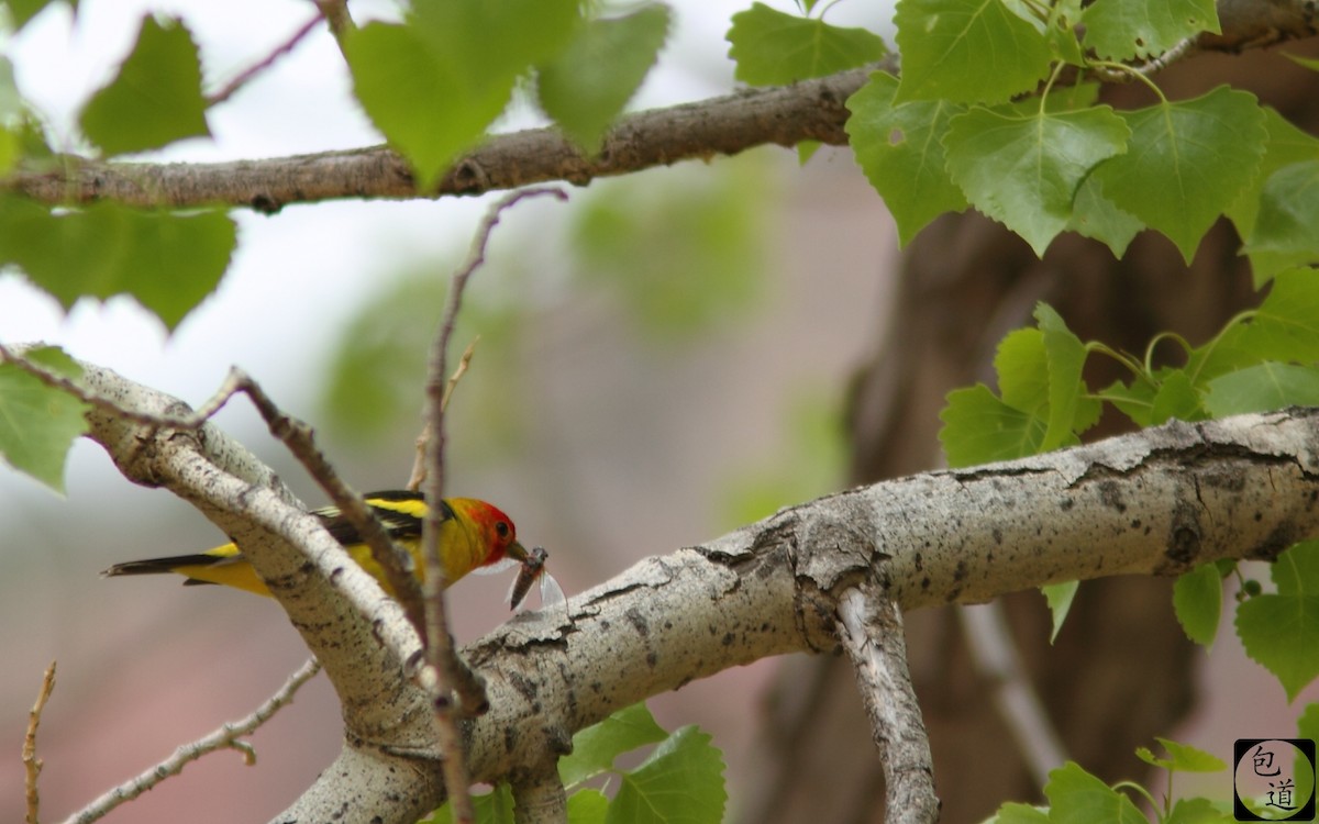 Western Tanager - Jackson Trappett
