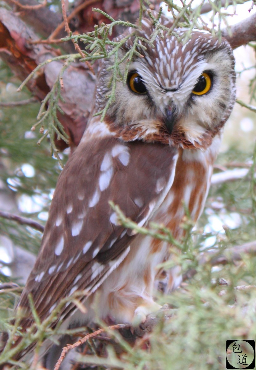 Northern Saw-whet Owl - Jackson Trappett