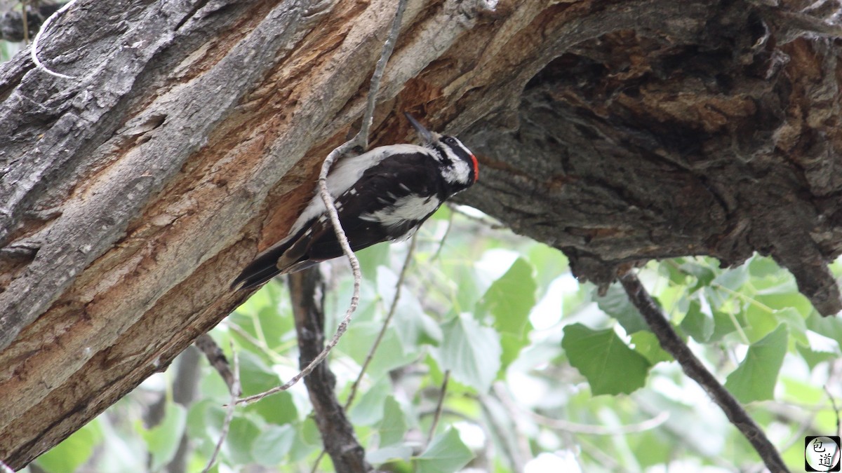 Hairy Woodpecker - Jackson Trappett