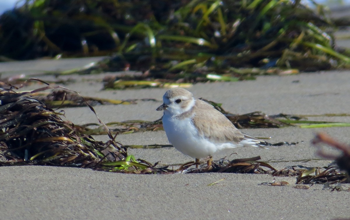 Piping Plover - Barry Day