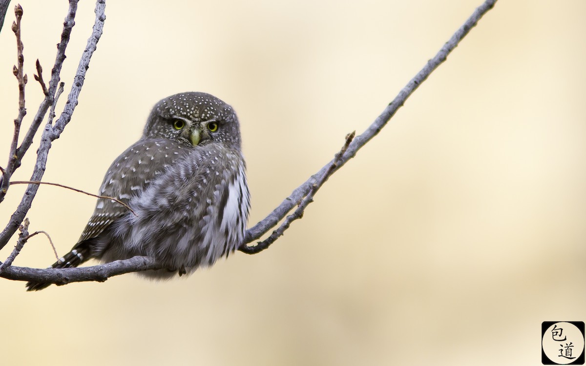 Northern Pygmy-Owl - Jackson Trappett
