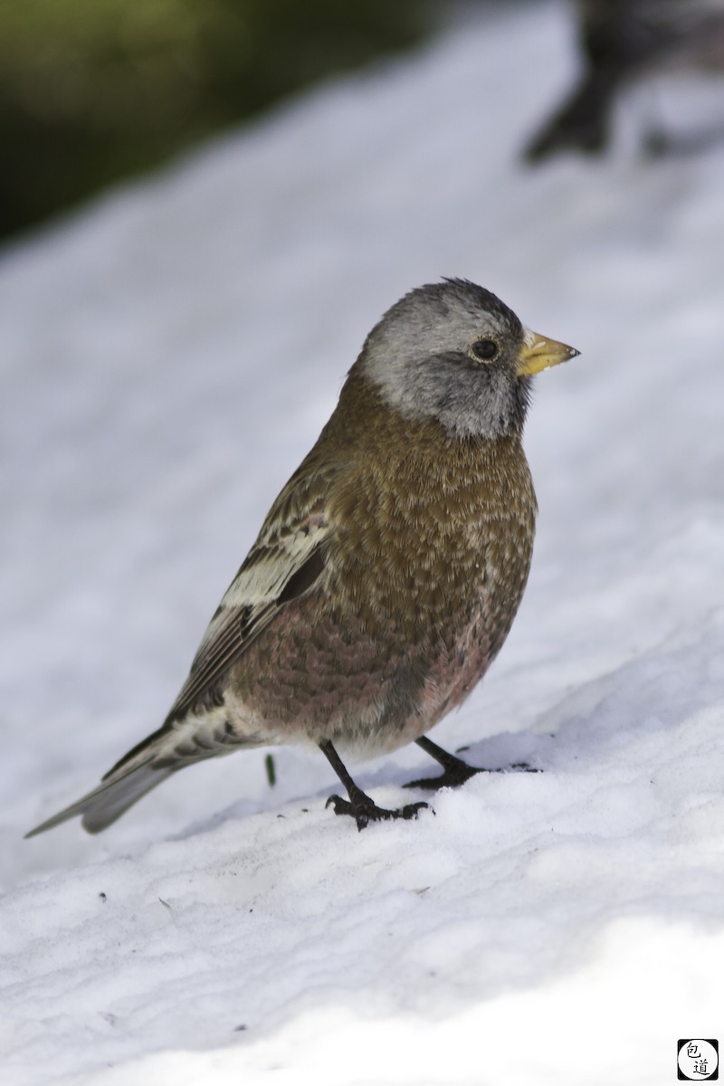 Gray-crowned Rosy-Finch (Hepburn's) - Jackson Trappett