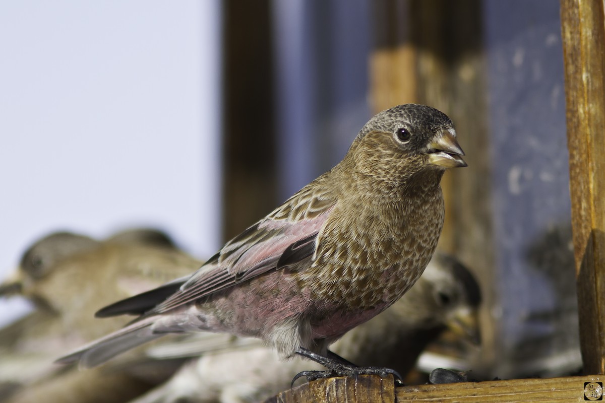 Brown-capped Rosy-Finch - ML128766251