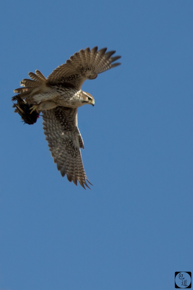 Prairie Falcon - Jackson Trappett