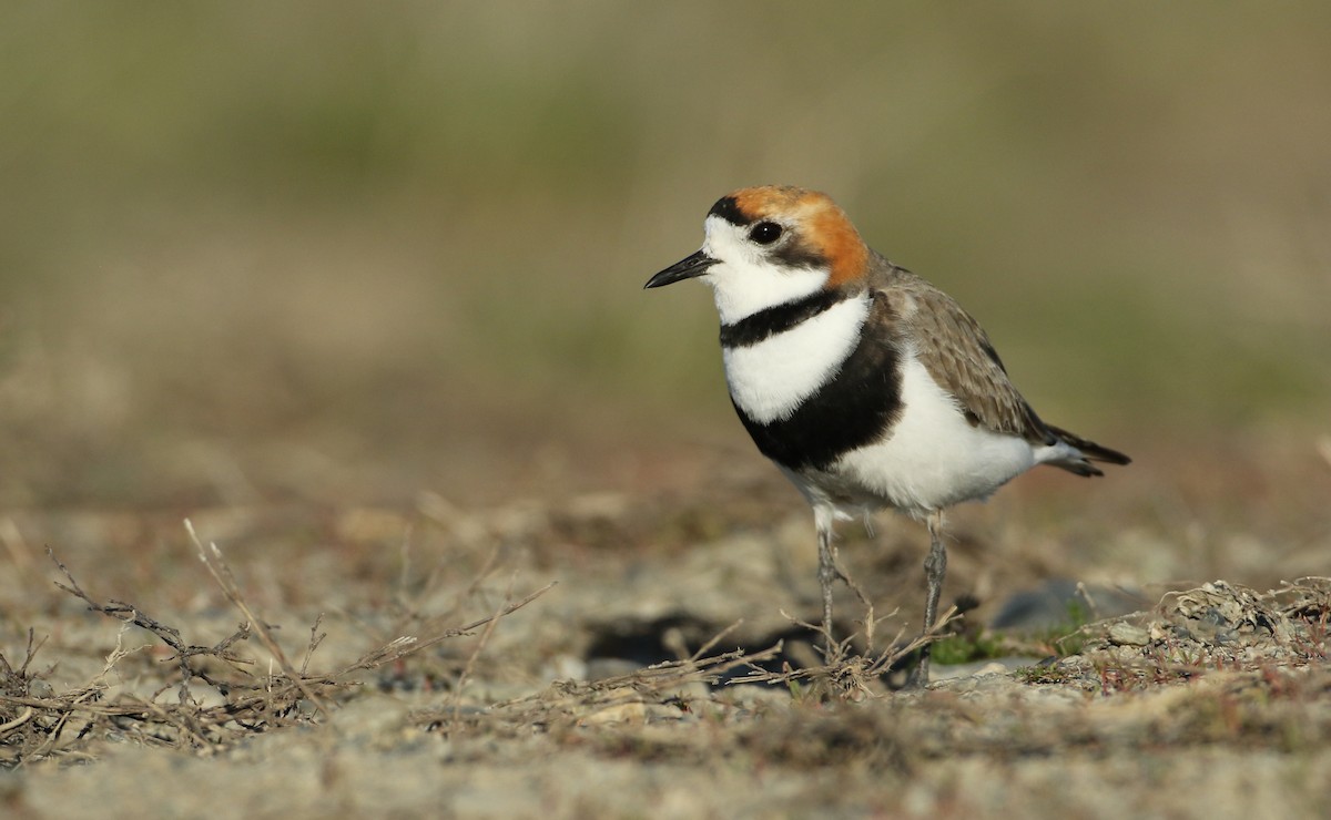 Two-banded Plover - ML128766491