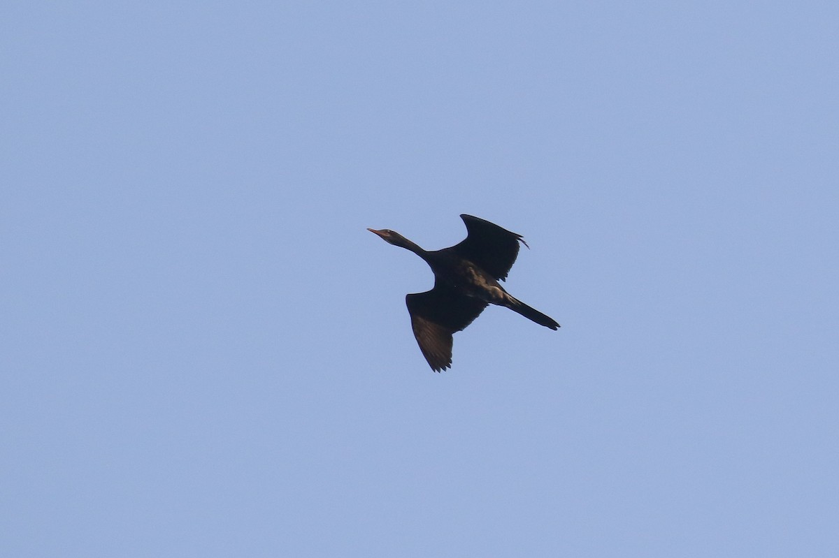 Long-tailed Cormorant - Michael O'Brien