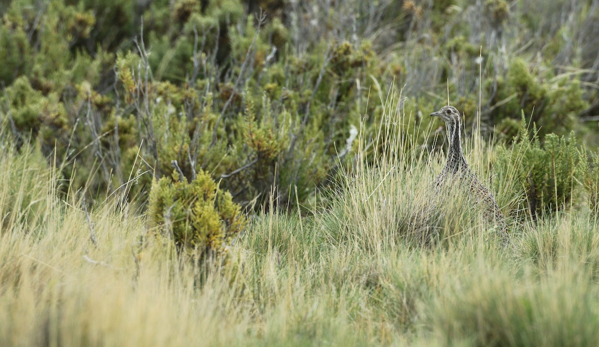 Tinamou de Patagonie - ML128768151