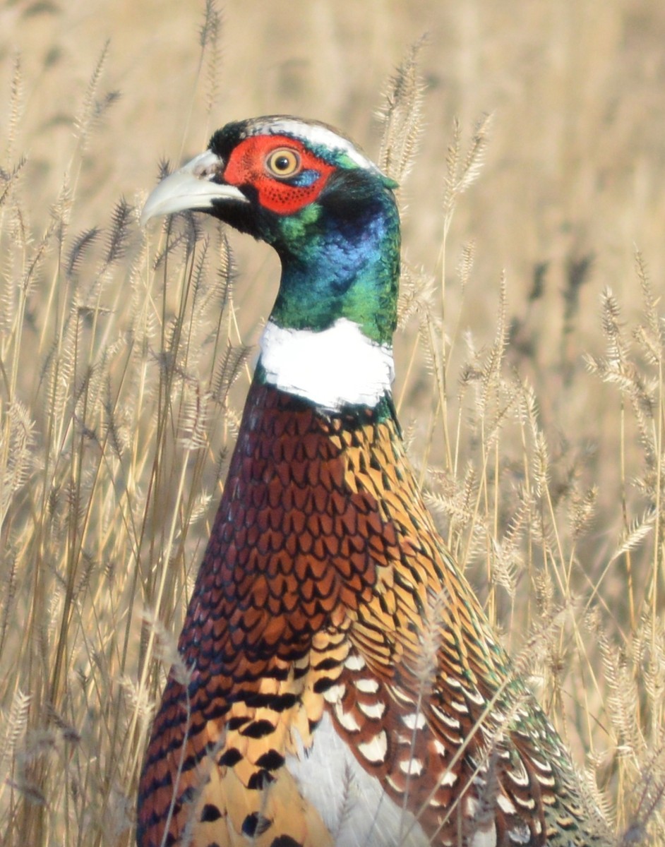 Ring-necked Pheasant - Georgia Doyle