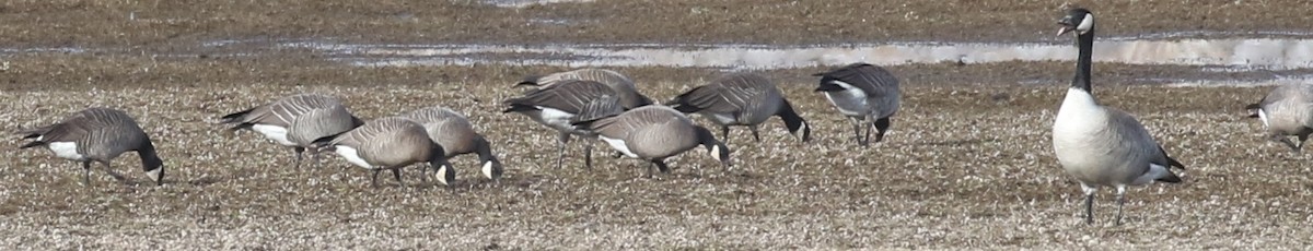 Cackling Goose (Aleutian) - ML128771591