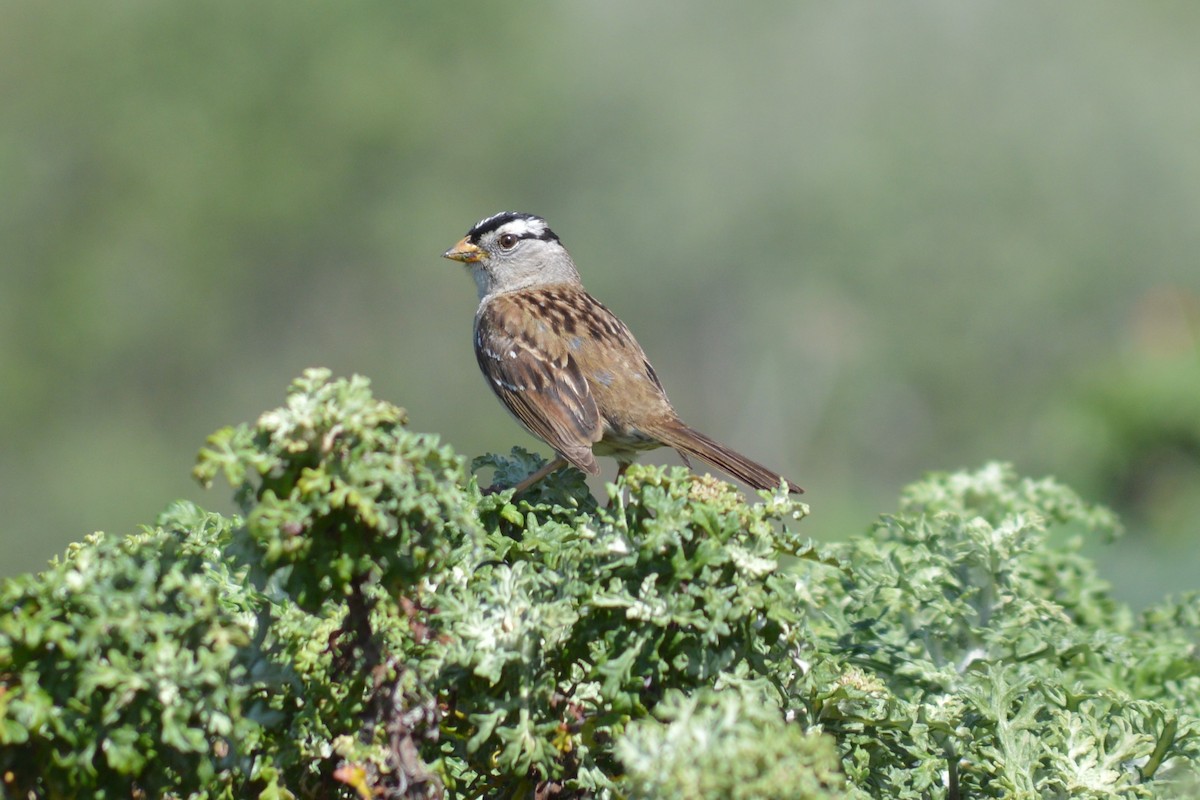 White-crowned Sparrow - ML128772081
