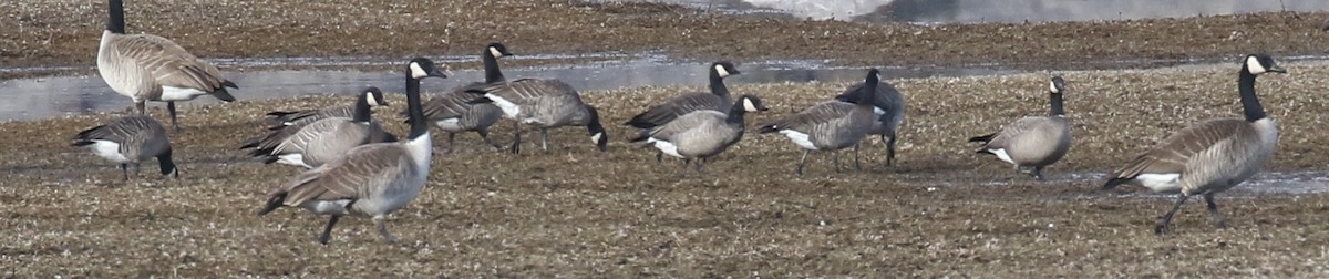 Cackling Goose (Aleutian) - ML128773071