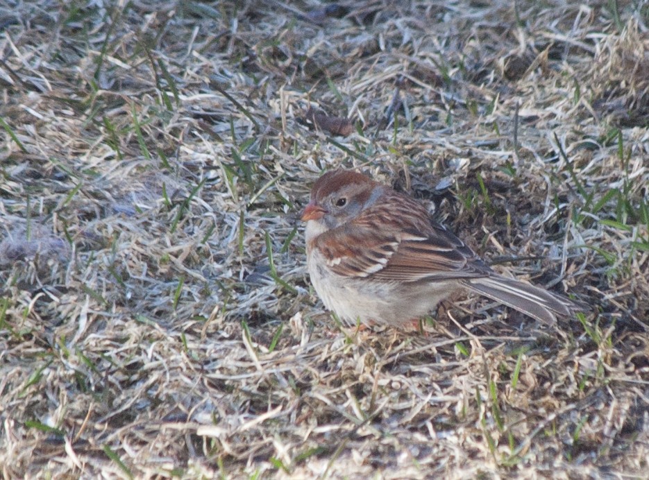 Field Sparrow - Bill Sheehan