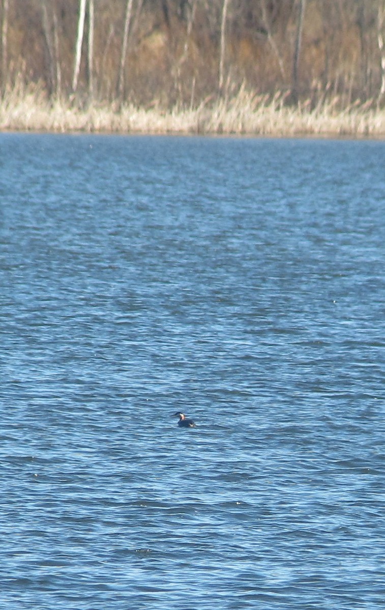 Red-necked Grebe - ML128776051