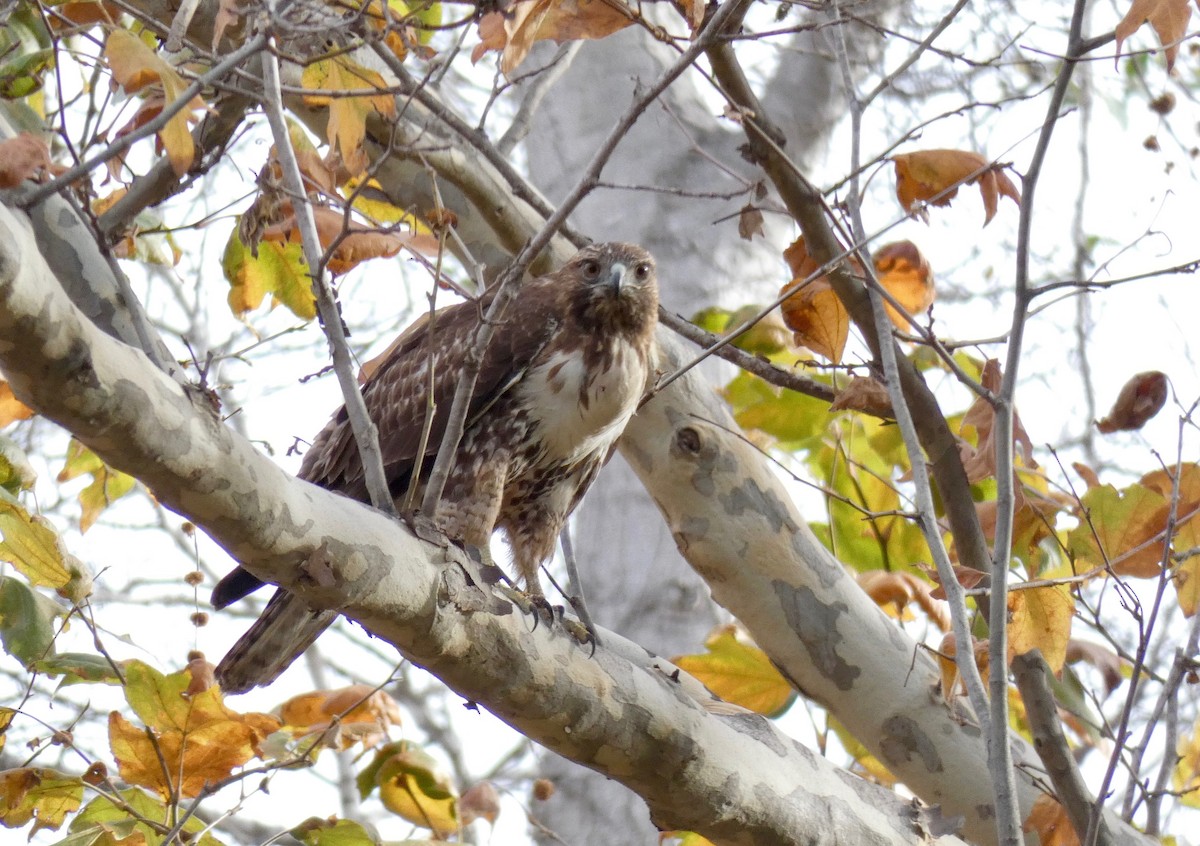 Red-tailed Hawk - ML128776081