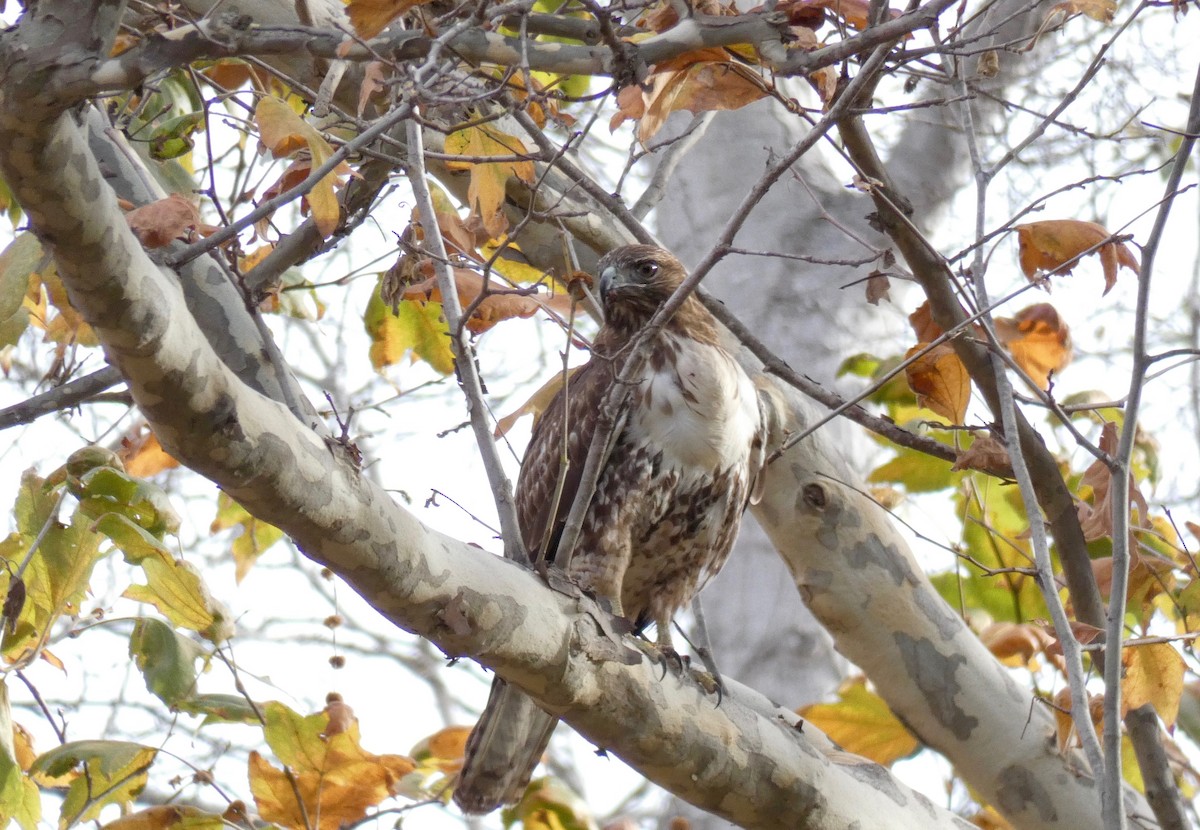 Red-tailed Hawk - ML128776131