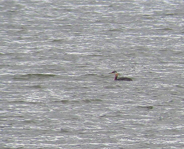 Red-necked Grebe - ML128777731